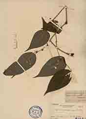 Specimen thumbnail